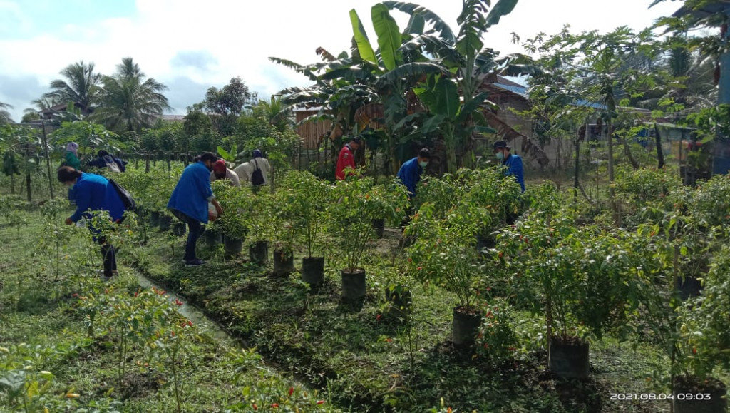 Panen Lombok Bersama di Wilayah Kampung KB Taman Hati  RT 13 Kelurahan Tani Aman