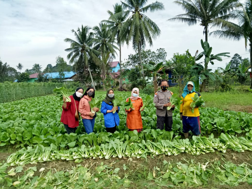 Panen Sawi bersama di Wilayah Rt 020 Kampung KB Taman Hati Kelurahan Tani Aman
