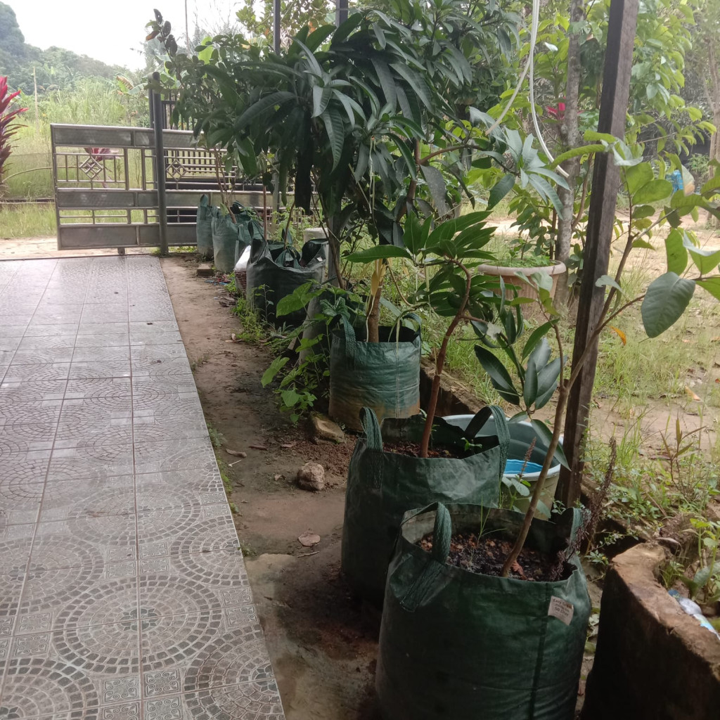 Tanaman Ketahanan Pangan  Program PKK Pokja 3 di Gang Mandiri RT 15 Kampung KB Taman Hati Kelurahan Tani Aman
