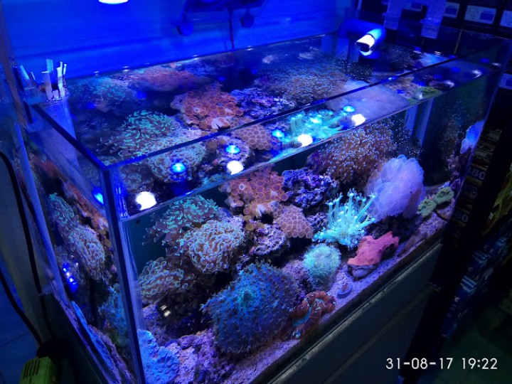 PONDOK AQUATIC
