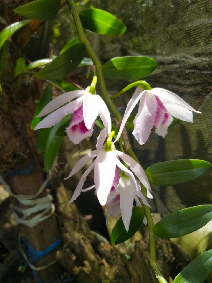 Anggrek Putih Ungu