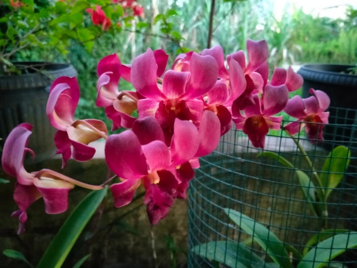 anggrek pink