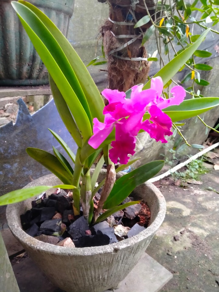 anggrek