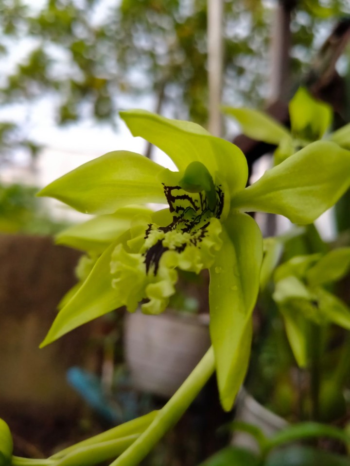 anggrek hijau