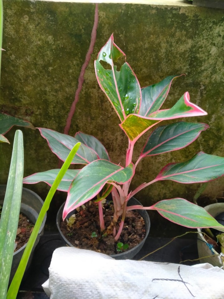 aglonema