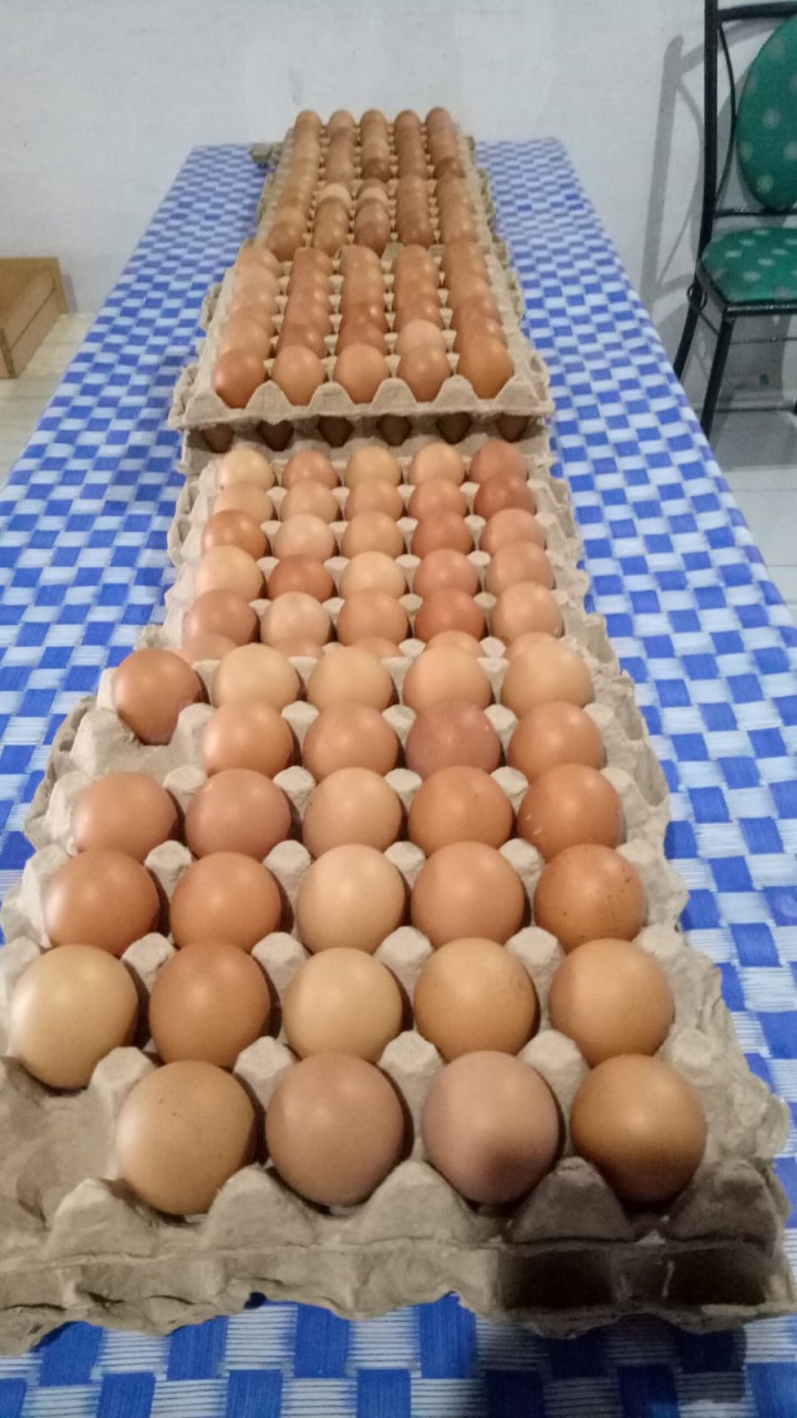 telur