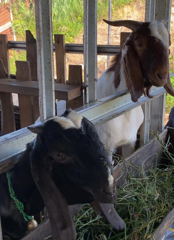 Kandang Kambing Puncak Lutung
