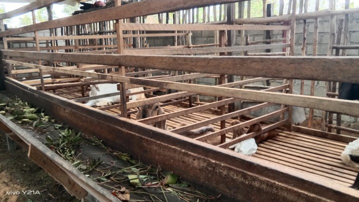 Peternakan  Kambing