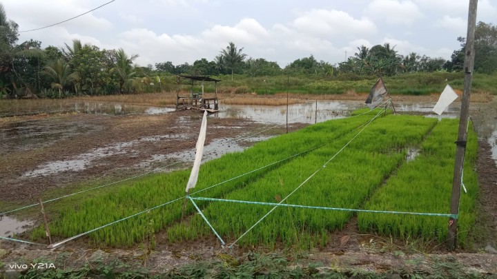 Pertanian Padi