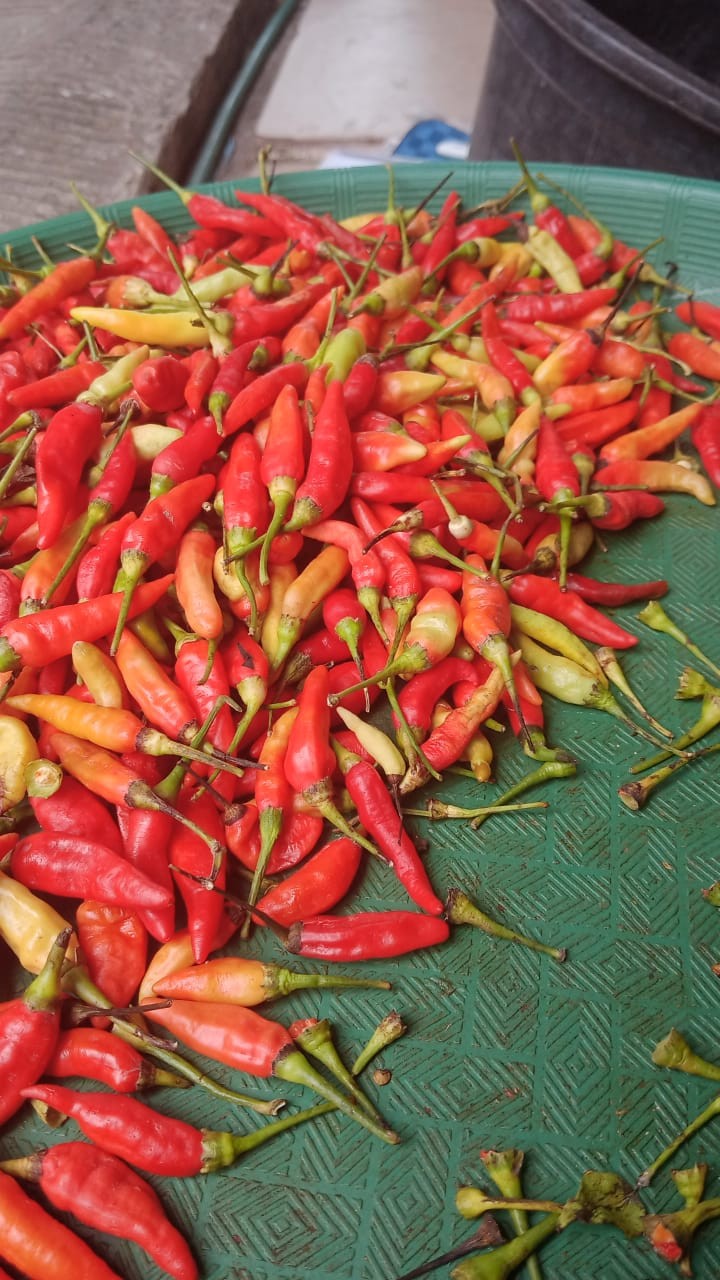 Lombok dan Bawang Kupasan
