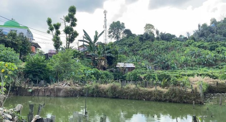Tambak Lele "Damai Makmur"