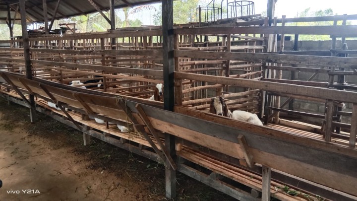 Jual Kambing "PUJI FARM"